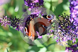 Macro shot of a peacock butterfly sitting on the beautiful purple flowers of the butterfly-bush