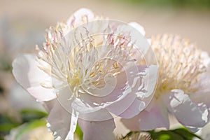 Macro shot of peony flowers in a garden