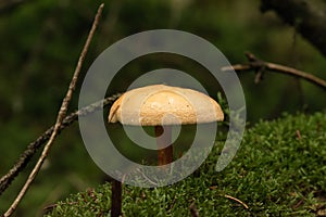 Macro shot of a Phaeolepiota fungus with a golden cap surrounded by moss