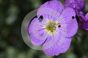Phyllotreta cruciferae on purple aubrieta flower photo