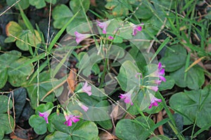 macro shot picture of small purple wild flowers