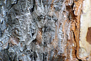Macro shot of a pine tree bark
