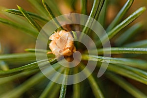 Macro shot of pine tree branch with little cones