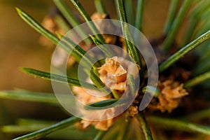Macro shot of pine tree branch with little cones