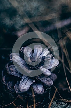 Macro shot of a pinecone on a blurred background