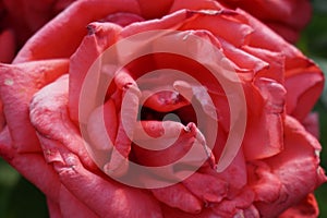 A macro shot of a pink beautiful rose photo