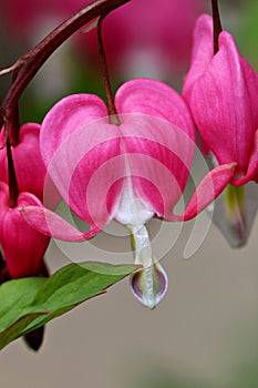 Macro shot of pink bleeding heart flower