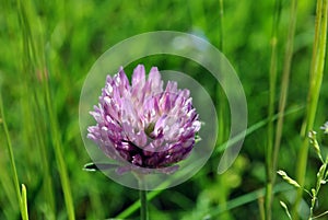 Macro shot of the pink bloossom of a clover