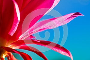 Macro shot of a pink cactus blossom