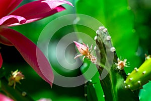 Macro shot of a pink cactus blossom