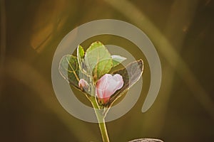 Macro shot of pink Caesarweed Flower bud