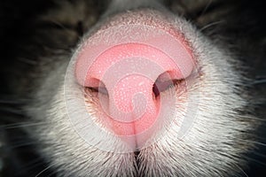 Macro shot of pink cat nose. Close up view of domestic cat nostrils