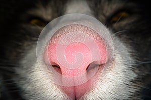 Macro shot of pink cat nose. Close up view of domestic cat nostrils