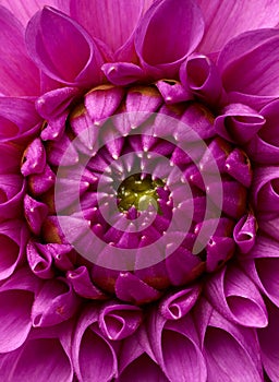 Macro shot of pink dahlia