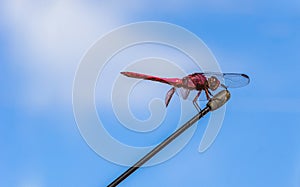 Macro shot of a pink dragonfly against a blue sky