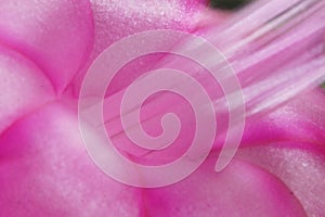 Macro shot of pink flower