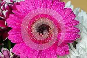 Pink gerbera daisy