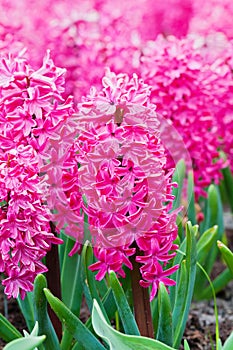 Macro shot of pink hyacinth