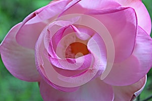 Macro shot on the pink lotus flower. Focused in yellow pollen. soft focus on petals for background