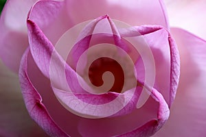 Macro shot on the pink lotus flower. Focused in yellow pollen. soft focus on petals for background