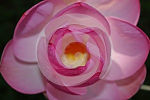 Macro shot on the pink lotus flower. soft focus