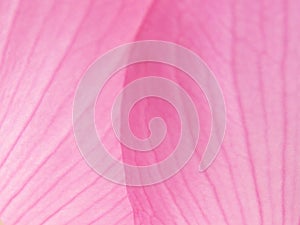 Macro shot of pink Lotus petal