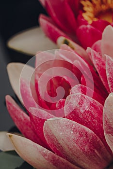 Macro shot of pink Masaniello Water Lily Nymphaea Masaniello flowers
