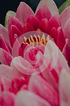 Macro shot of pink Masaniello Water Lily Nymphaea Masaniello flowers