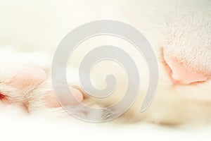 Macro shot of pink nose and furry paw on white sleeping cat