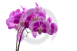 Macro shot of pink orchid isolated on white