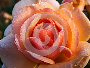 Macro shot of pink and peach rose with dew drops on petals