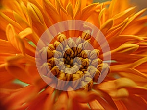 Macro shot of the pistil ofa  Chrysanthemum flower