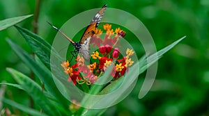 Macro shot of  Plain tiger or African monarch butterfly Danaus chrysippus in yellow and red flower habitat background. Beautiful