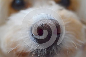Macro shot of a poodle dog`s nose