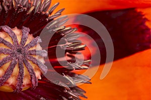 Macro shot of a poppy flower