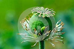 Macro shot of poppy flower, close-up of poppy head, with pollen and immature poppy capsule inside