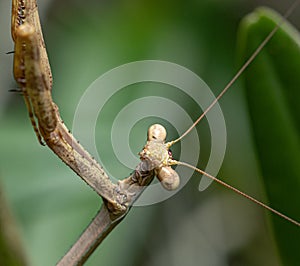 Macro shot of praying mantis against a green burry background