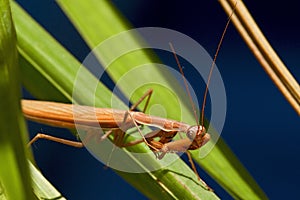 Macro shot of a Praying Mantis with forelegs and head