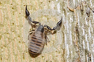 Macro shot of pseudoscorpion, also known as a false scorpion or book scorpion photo