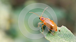 Macro shot of Pumpkin beetle or Aulacophora indica