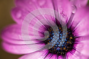 Macro shot of purple Daisy flower with water drops