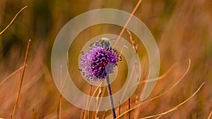 Macro shot of a purple flower on a blurry background of the field