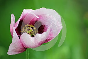 Macro shot of a purple flower with a green blurred background