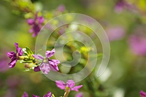 Macro shot of purple flower taiwan beauty