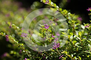 Macro shot of purple flower taiwan beauty