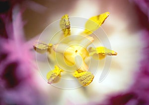 Macro shot of purple flower with yellow pollens inside