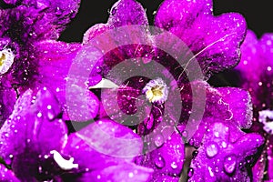 Macro shot of purple Garden verbena flowers growing in sunlight, covered with waterdrops