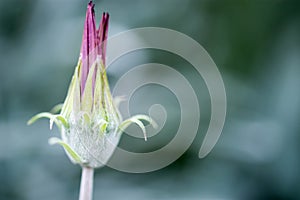 Macro shot of a purple and green flower with green blurry background