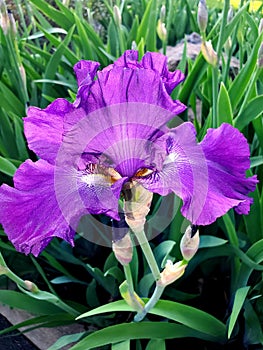 Macro shot of a purple iris