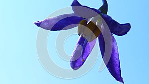 Macro shot of a purple nightshade dulcamara flower on a blue background